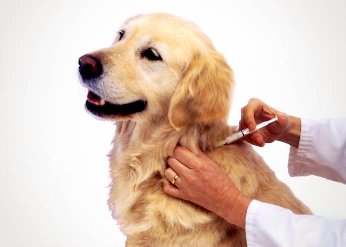 Dra. Andresa Santos | Esquema Vacinal para Cães