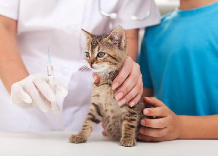 Dra. Andresa Santos | Esquema Vacinal para Gatos